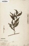 Alexander von Humboldt Panicum ruscifolium oil painting reproduction